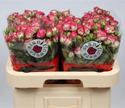 Кущова троянда 'Haley'