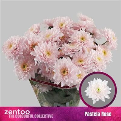 Хризантема 'Pastela Rose'