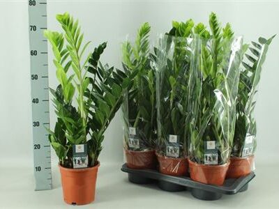 Заміокулькас 'Zamiifol'