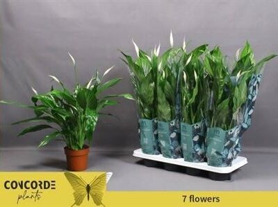 Спатифіліум 'SWEET CHICO'