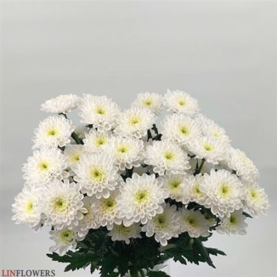 Хризантема 'Altaj'