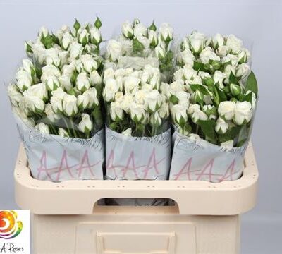 Кущова троянда ' Snow Bubbles'