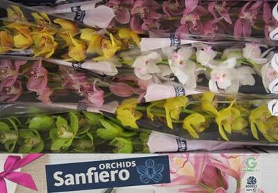 Цимбідіум 'T Gem'