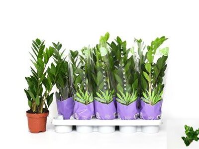 Заміокулькас 'Zamiifol'