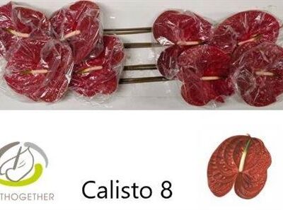 Антуріум 'Calisto'