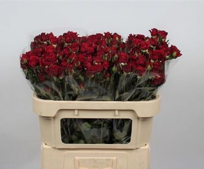 Кущова троянда 'MIRABEL'