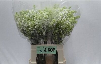 Бузок 'Mme Fl Stepman'