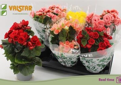 Бегонія 'Gem'