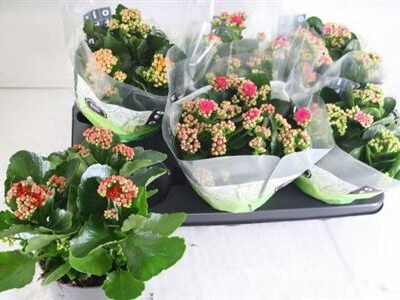 Каланхоє 'Gem 4 Kl'