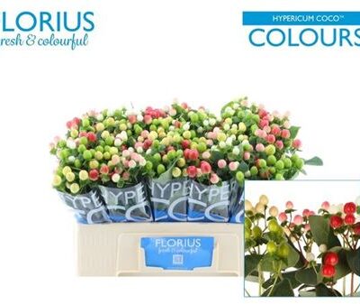 Гіперікум 'Gem'