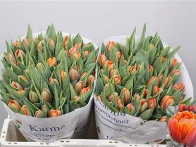 Тюльпан 'Orange Princes'