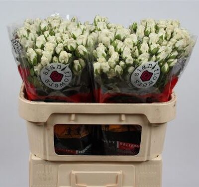 Кущова троянда 'SNOWY BLOSSOMS'