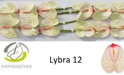 Антуріум 'Lybra'