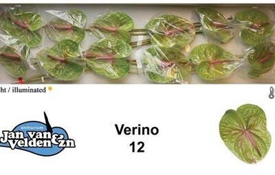 Антуріум 'VERINO'