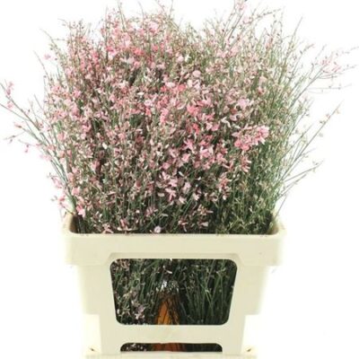 Дженіста 'Klb Bs H%'