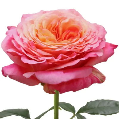 Еквадорська троянда 'Country Aquarell'