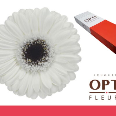 Гербера 'Lido-doos'