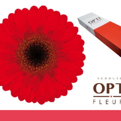 Гербера 'Nirvana-doos'