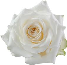 Еквадорська троянда 'Candelight'