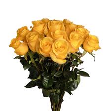 Еквадорська троянда 'Momentum'