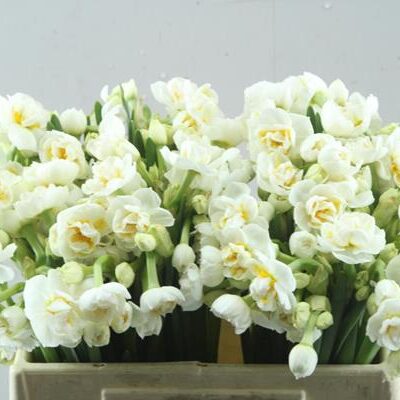 Нарцис 'Bridal Crown'