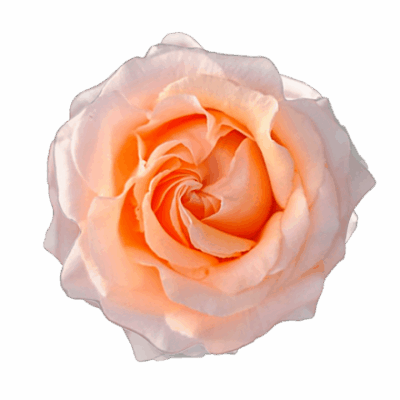 Еквадорська троянда 'Felicity'