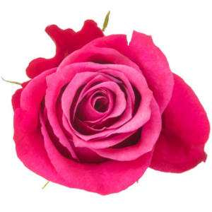 Еквадорська троянда 'Gotcha'