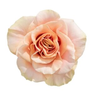 Еквадорська троянда 'Phoenix'