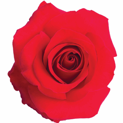 Еквадорська троянда 'French Quiz'