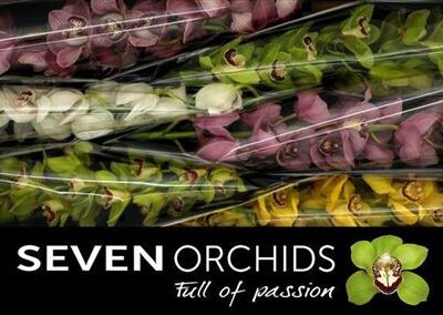 Цимбідіум 'T Gem'