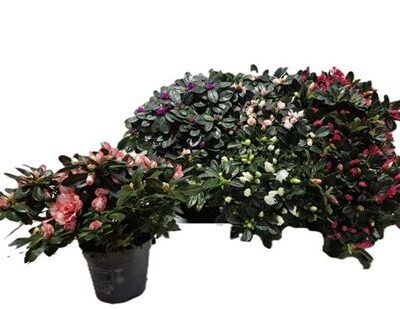 Азалія 'Si Gem'