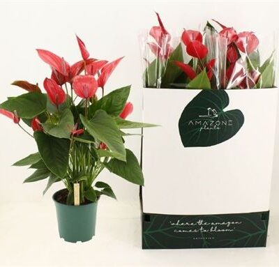 Антуріум 'Melodia'