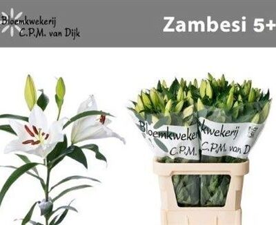 Лілія 'Zambesi'