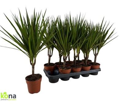 Драцена 'Marginata'