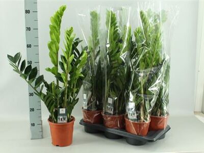 Заміокулькас 'Zamiifol'