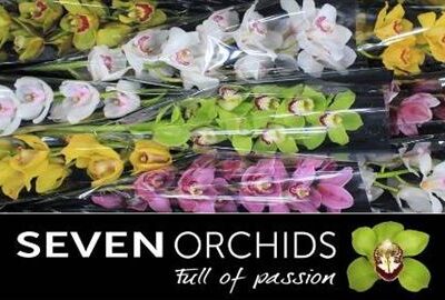 Цимбідіум 'T Gem'