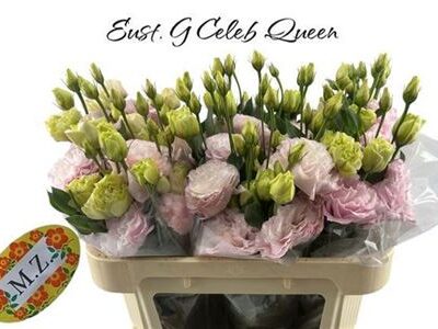 Еустома 'Celeb Queen'