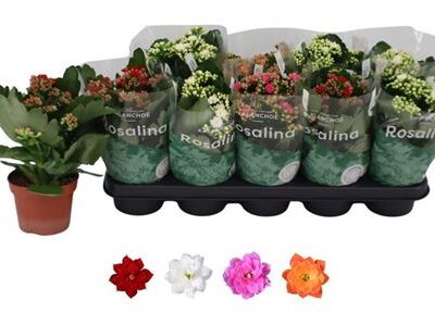 Каланхое 'Gem 4kl'