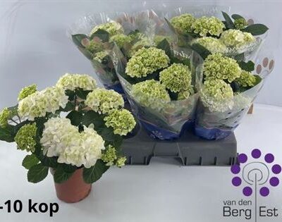 Гортензія 'White Sun'