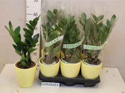 Заміокулькас 'Zamiifol'