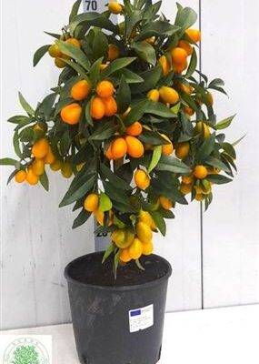 Цитрус ''Margarita'