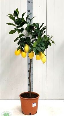 Цитрус 'Limon'