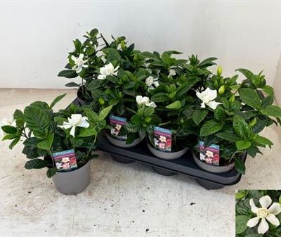 Жасмін 'Jasminoides'