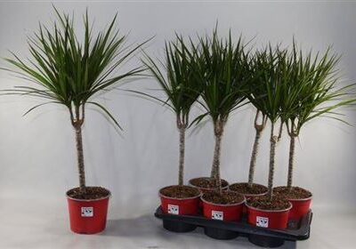 Драцена 'Marginata'