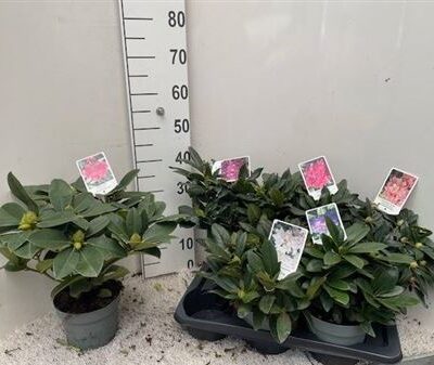 Азалія штамб 'Gem'