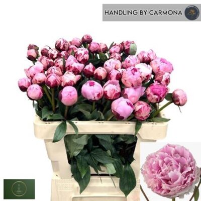 Піон 'Sara Bernhard'