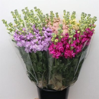 Матіола 'Spray Mix'