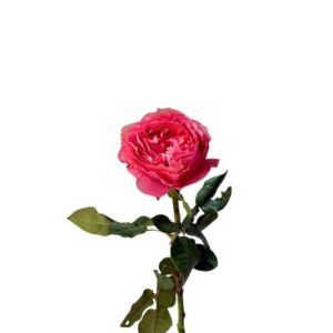 Еквадорська троянда 'Candy X-pression'