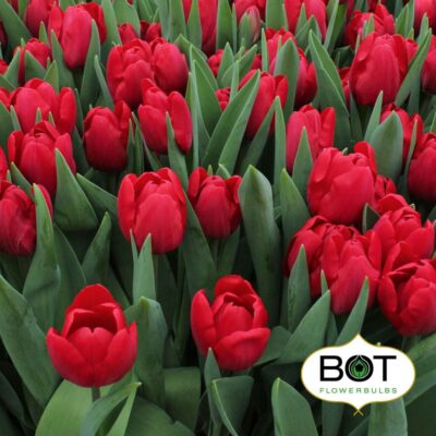 Тюльпан 'Love Train'