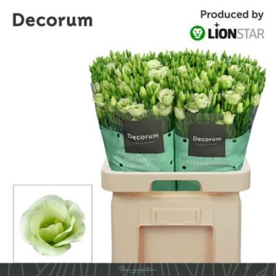 Еустома 'ROSI GREEN'